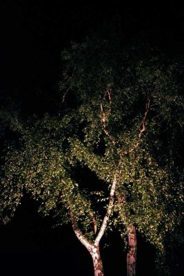 belysning träd med led 5081 medusa lightson